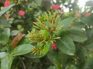 A close-up shot focusing on fresh green and yellowish Ixora flower buds before blooming, surrounded by dark green leaves with a blurred background of pink flowers.