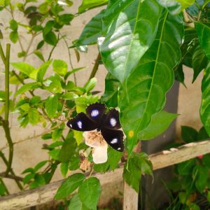 A vibrant garden scene featuring a large black butterfly with striking blue spots resting on a delicate, wilted flower.
