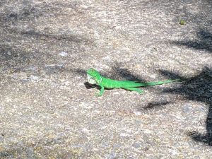 A bright green lizard is perched on a rough, textured surface that resembles asphalt. The lizard has a slender body, long tail, and distinct features, including a slightly raised head and alert posture.