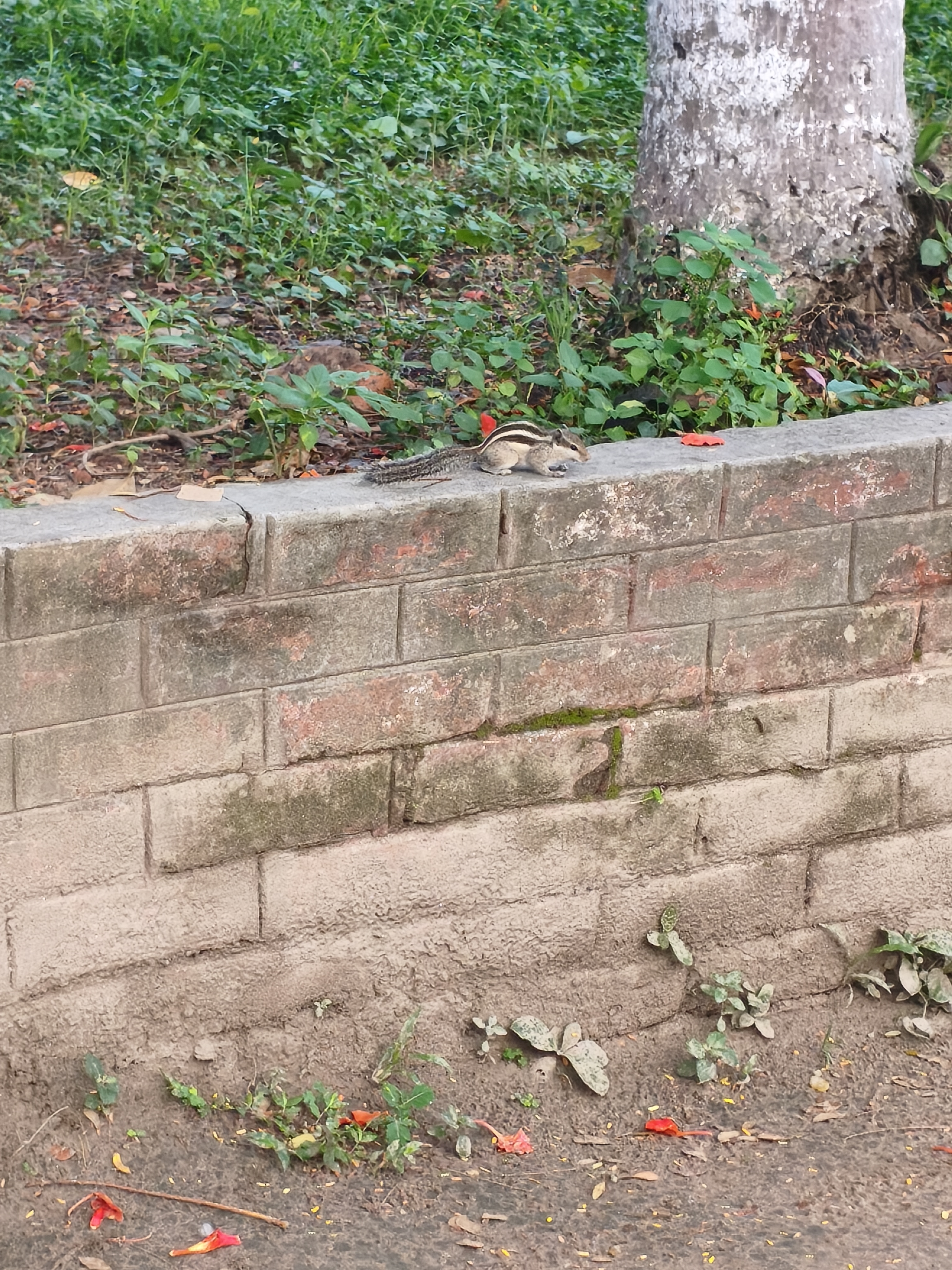 A striped palm squirrel eating on top of a weathered brick wall in a park, with green foliage and a tree trunk in the background