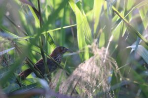 A close-up photograph captures a bird partially hidden among tall green reeds and grasses. The lighting is warm, casting highlights through the foliage, creating a sense of depth and focusing attention on the bird’s face.
