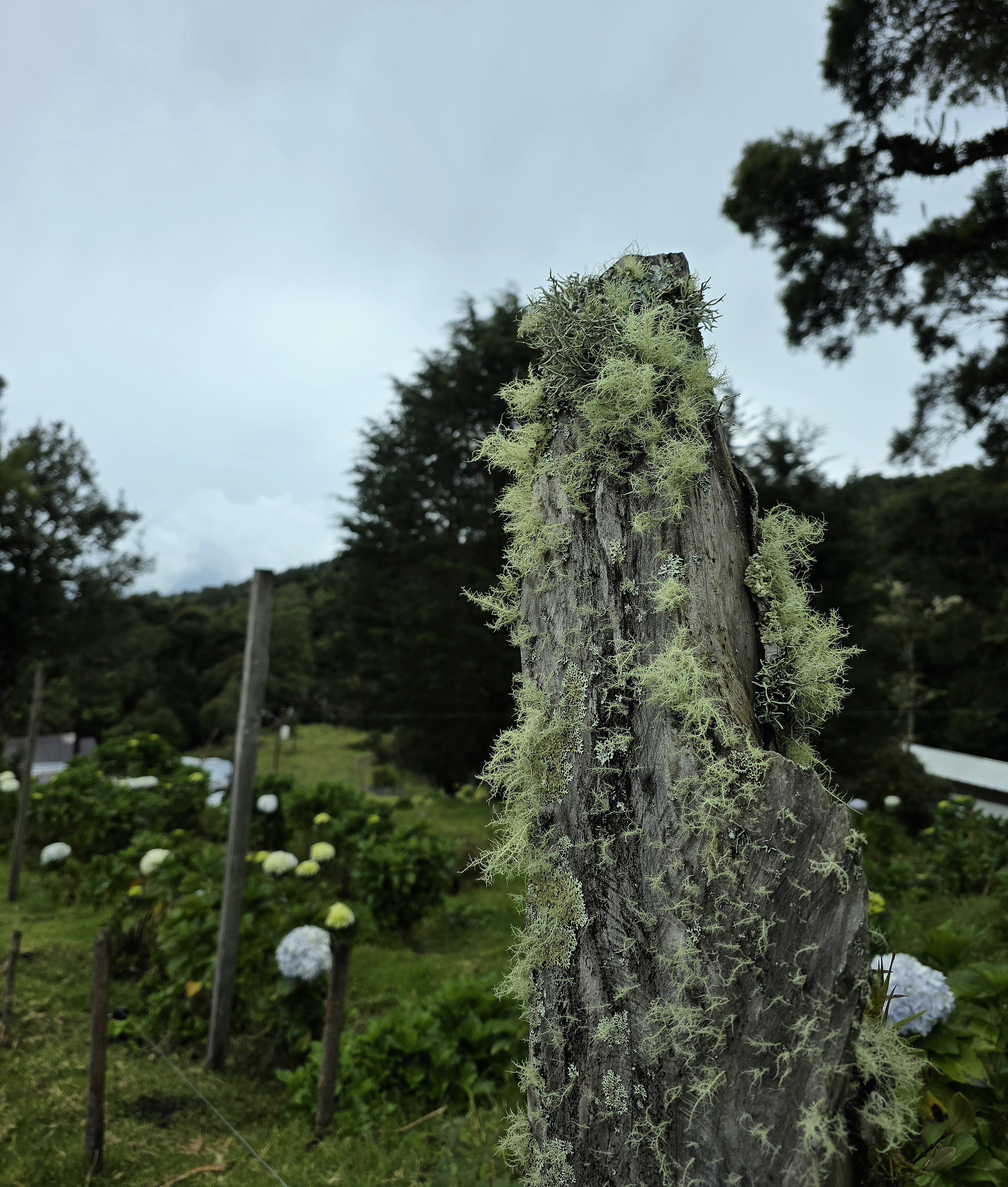 Close-up of pale green lichen growing on a weathered wooden fence post in a lush mountain landscape.