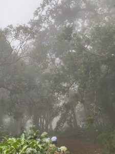 A misty, fog-covered forest with dark silhouettes of trees fading into gray haze. Blue and white hydrangea flowers bloom on green shrubs in the foreground.