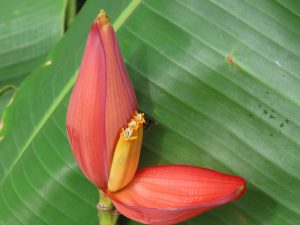 Close-up of a vibrant orange and pink banana flower on a large green leaf. 