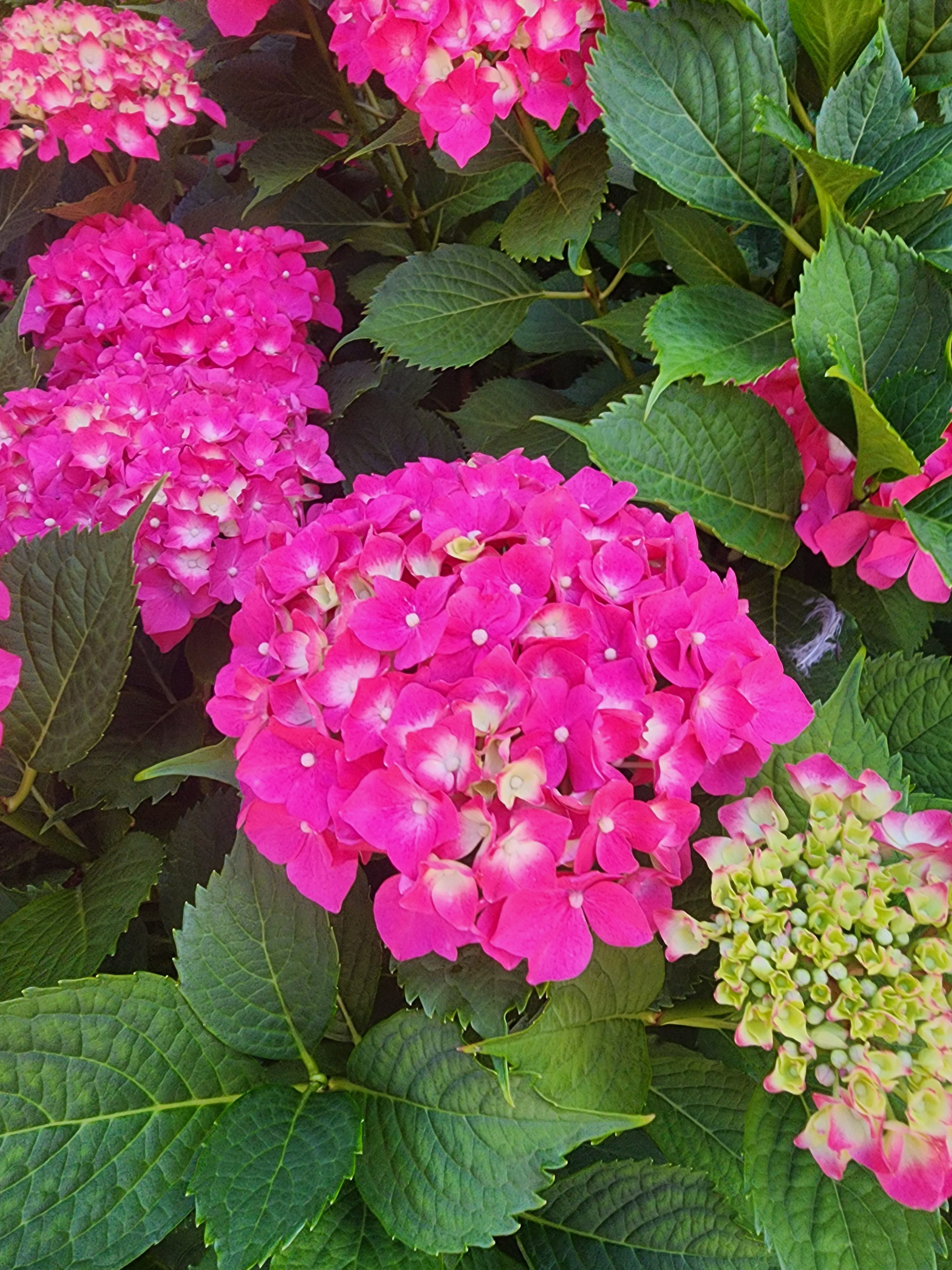 Bright pink hydrangea flowers with green leaves.