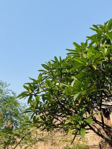 A tall tree with lush green leaves, showcasing vibrant foliage against a clear blue sky.