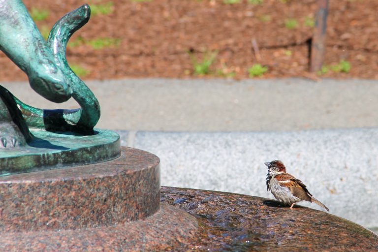 A small bird sits on the edge of a fountain, using it as a bird bath, looking up at the center of the fountain.