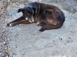 A black street dog rests quietly on a rough roadside, watching its surroundings with calm eyes. The simple moment reflects everyday life in the city. Captured in Pune, Maharashtra.
