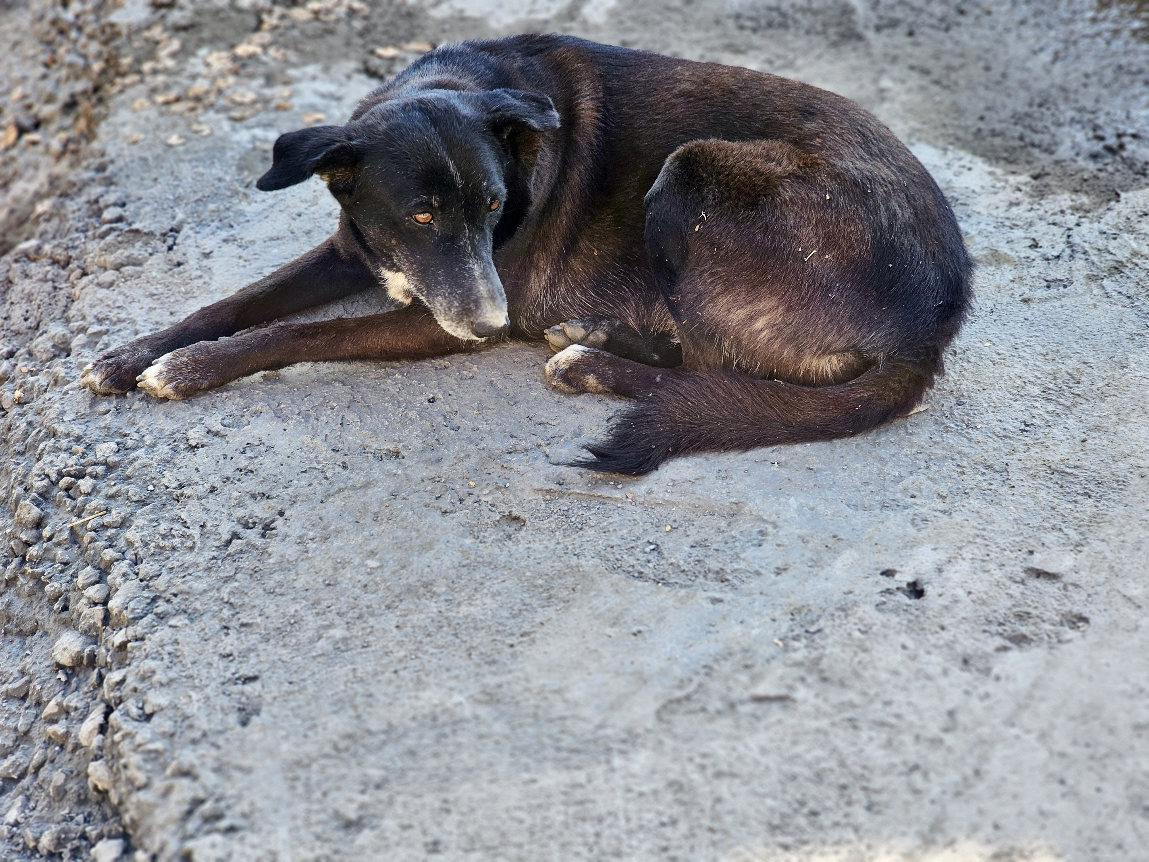 A black street dog rests quietly on a rough roadside, watching its surroundings with calm eyes. The simple moment reflects everyday life in the city. Captured in Pune, Maharashtra.