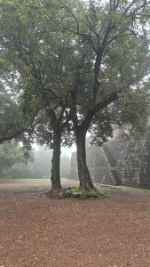 Two leafy trees standing on reddish-brown soil with small stones and patches of grass.
