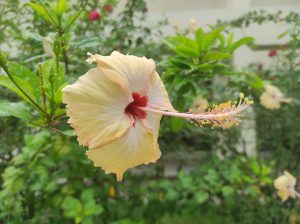 A shot of a light yellow hibiscus flower with a red center and long stamen, surrounded by green leaves.