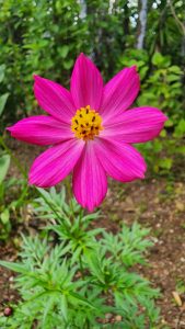 A bright magenta-pink flower with eight smooth petals radiating around a golden yellow center. The petals show fine veins and a gentle gradient toward the middle. Beneath the bloom, feathery green leaves spread across the soil, creating a vivid contrast against the earthy background.