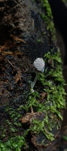 Tiny gray mushroom with a textured cap growing from moss-covered decaying wood.