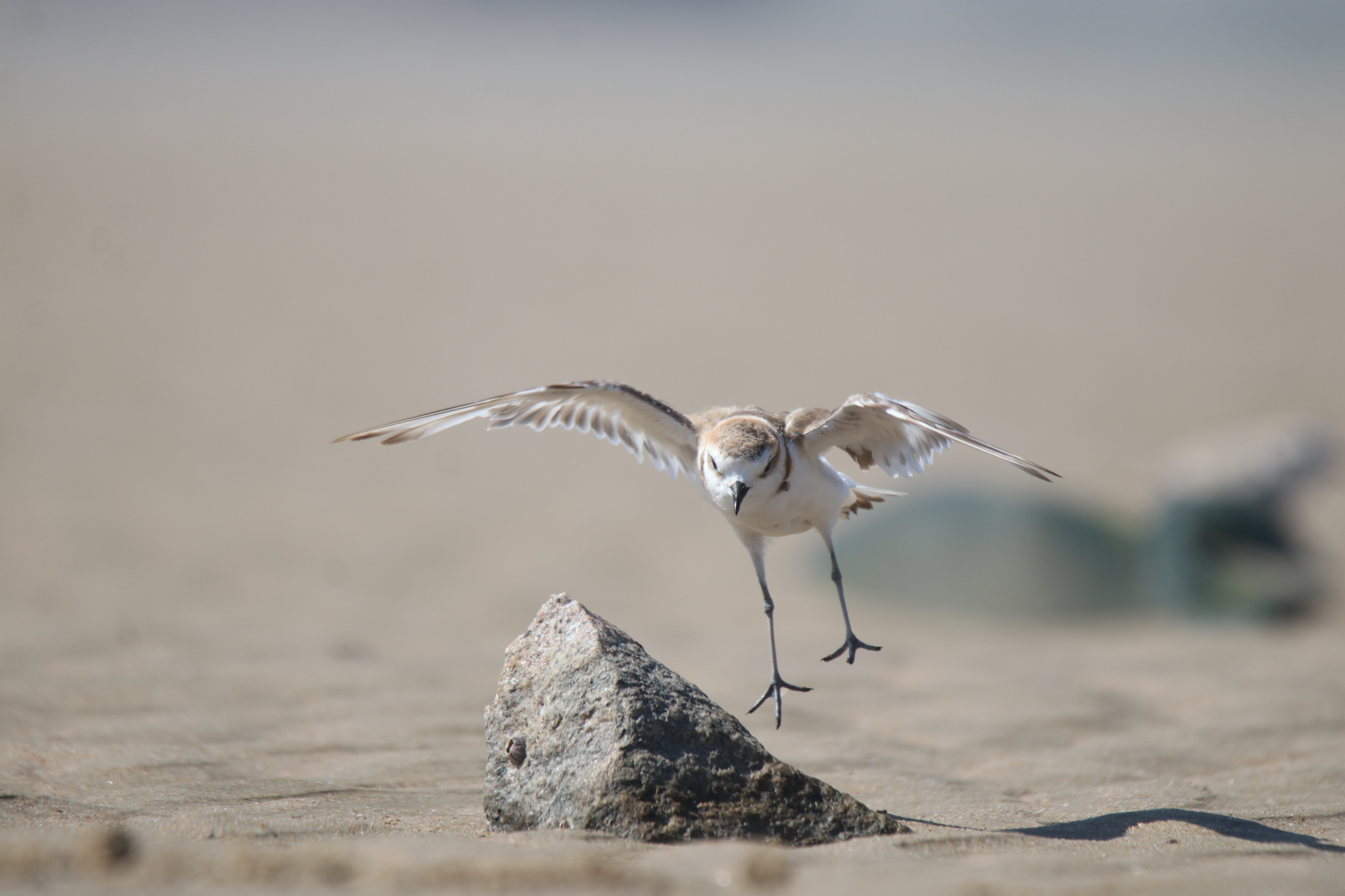 A close-up photograph captures a Javan Plover mid-flight with wings fully extended as it's just about to land on a sandy beach from the top of a weathered rock nearby. The bird's silhouette is visible on the right side of the image at lower right corner. The foreground and background contain blurred sand.