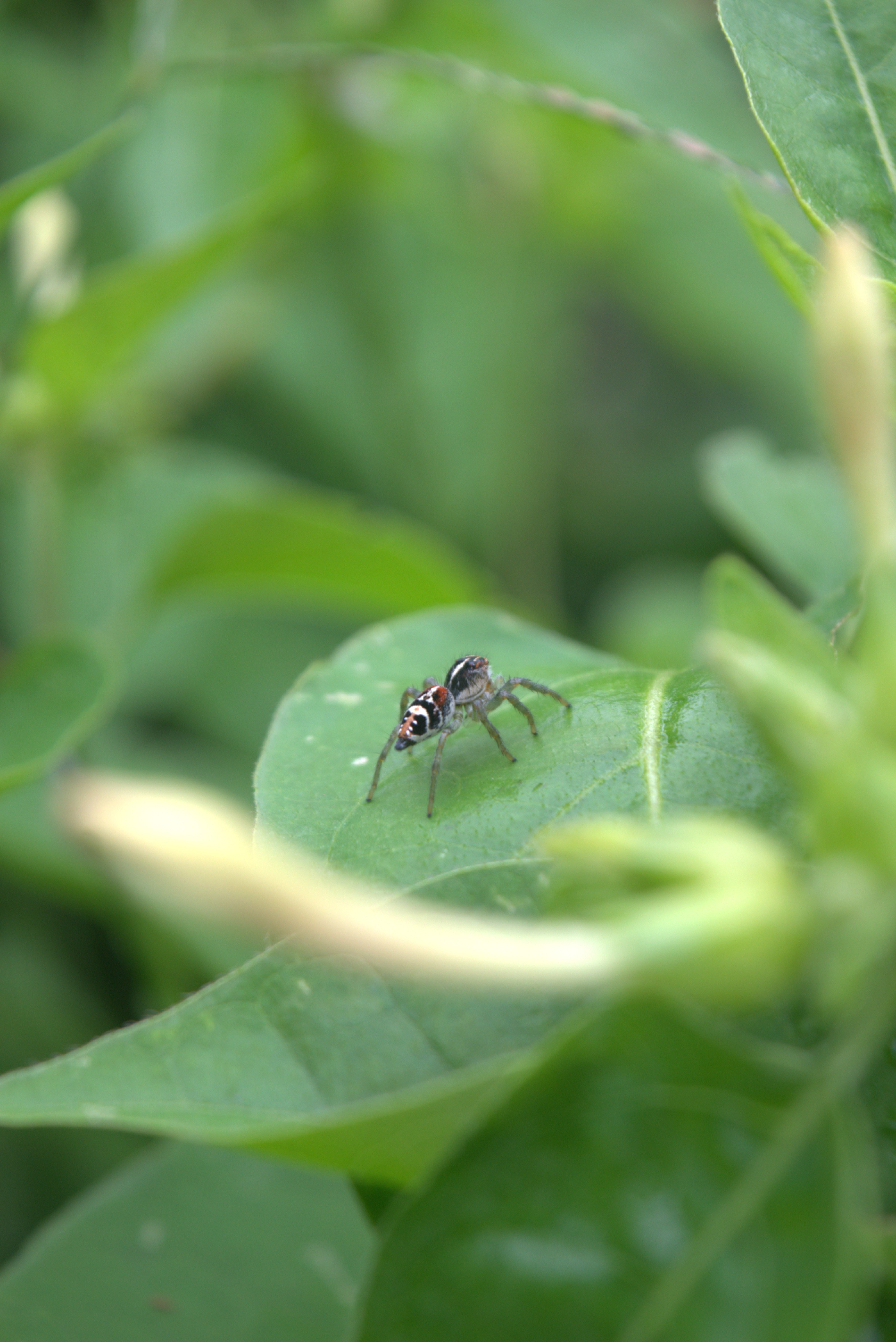 A close-up top view of a spider on a leaf.