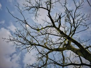 The graceful branches of a leafless tree stretch across a blue sky filled with soft clouds, creating a beautiful natural pattern. The peaceful view highlights the beauty of nature in every season. Captured in Pune, Maharashtra. 
