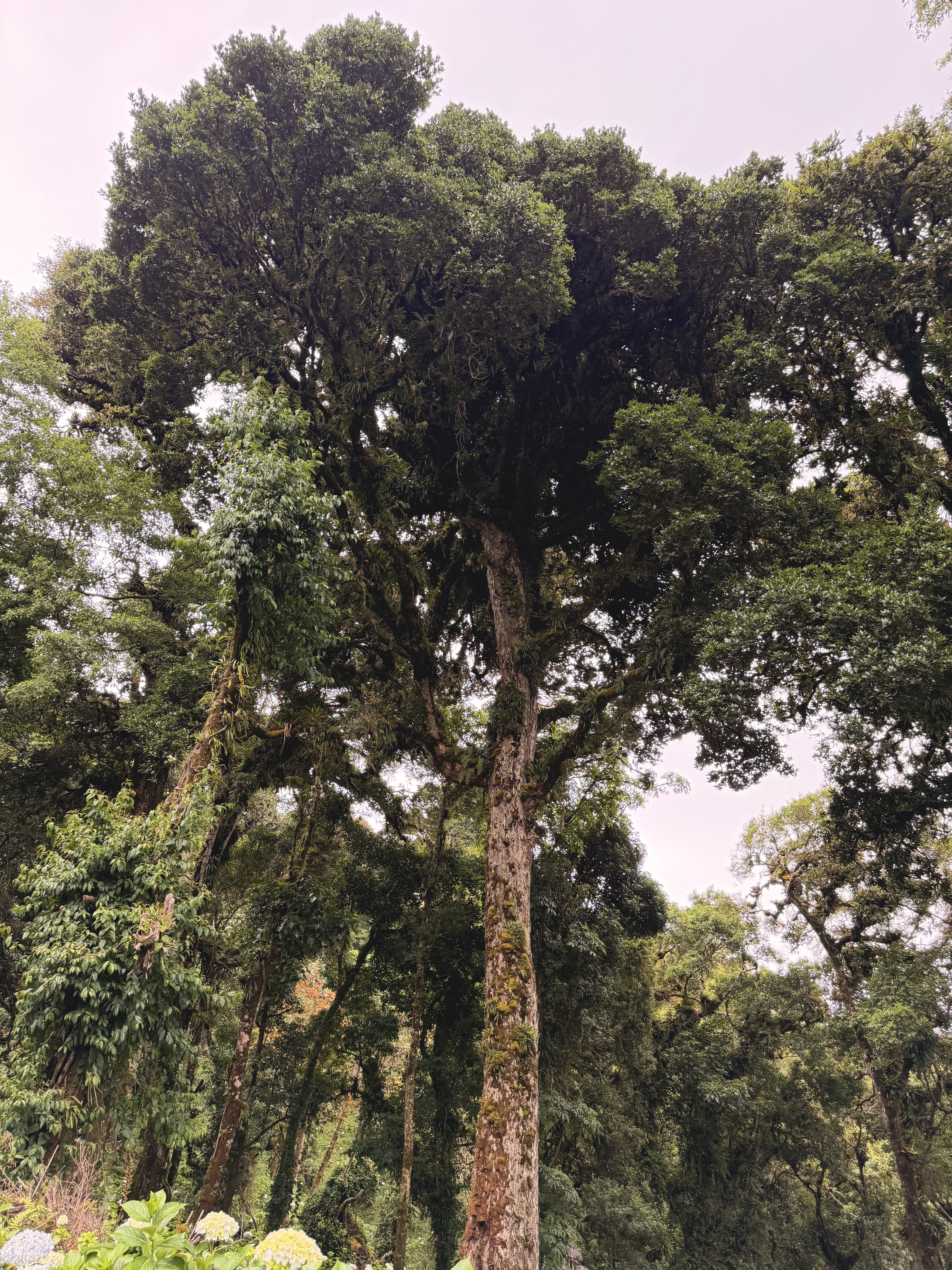 Tall forest tree with a broad canopy surrounded by lush woodland.