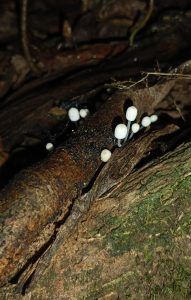 Small white mushrooms with rounded caps growing from damp decaying wood.