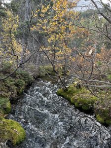 Small stream flows through a wooded area, bordered by bright green moss and low vegetation. Thin branches with yellow autumn leaves stretch over the water, while evergreen trees fill the background. The dark, rippling creek winds gently through the scene, creating a quiet and natural forest landscape.