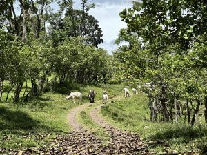 White cows graze along a dirt path in a green farm in Puriscal, Costa Rica.
