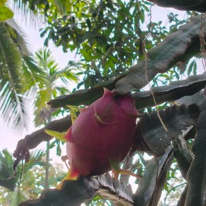 A vibrant pink dragon fruit hangs from a thick, green cactus-like plant. 
