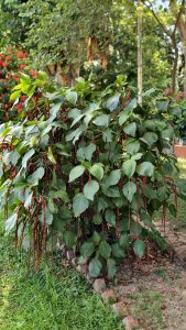 Red amaranth plant with long cascading flower tassels and lush green leaves growing in a well-maintained garden.
