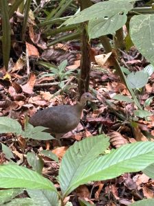 Great Tinamou (gallina de monte) camouflaged among leaf litter in Corcovado rainforest, Costa Rica