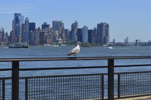 A seagull stands on a black metal railing beside a wide body of water, with numerous tall buildings, boats, and bridges visible in the distance under a clear blue sky
