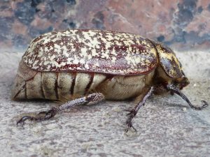 A side profile of a Pine Chafer beetle (Polyphylla fullo) resting on a light stone surface. The beetle features a thick, reddish-brown shell covered in a distinct mosaic pattern of white speckles, a hairy yellowish underside with dark abdominal stripes, and spiky legs gripping the textured ground.
