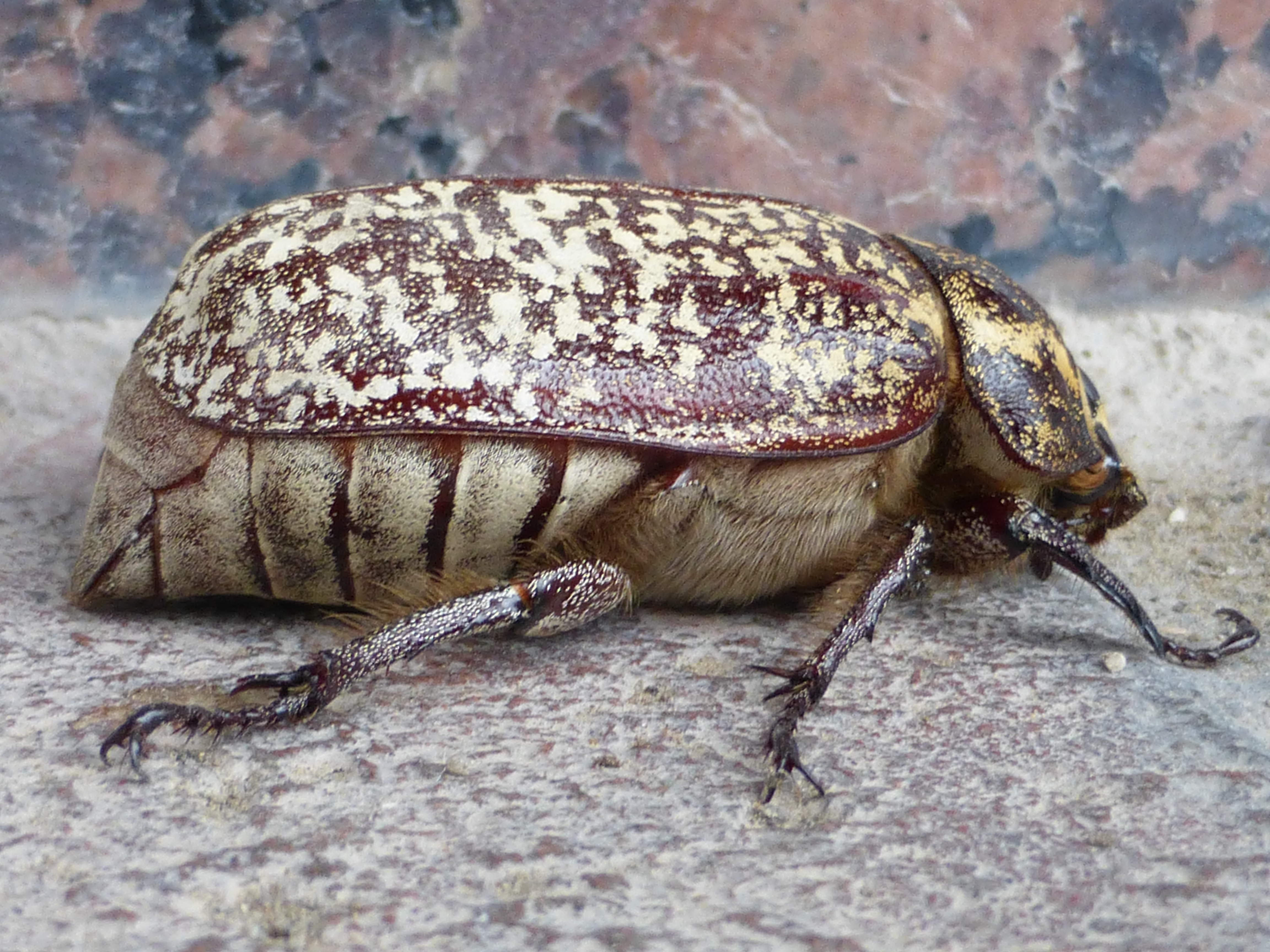 A side profile of a Pine Chafer beetle (Polyphylla fullo) resting on a light stone surface. The beetle features a thick, reddish-brown shell covered in a distinct mosaic pattern of white speckles, a hairy yellowish underside with dark abdominal stripes, and spiky legs gripping the textured ground.