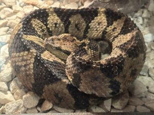 A coiled snake resting on rocks at La Paz Waterfall, Costa Rica, with striking dark brown, black, and beige scales that provide excellent camouflage.