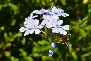 Plumbago auriculata (commonly known as Cape Plumbago or Skyflower) is a vigorous, evergreen scrambling shrub native to South Africa.
