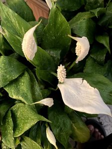 A top-down view of peace lily (Spathiphyllum) flowers blooming with wet, green leaves covered in water droplets.
