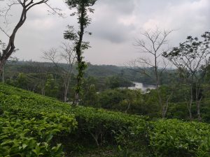 Green tea bushes in the foreground with a tranquil lake, forested hills, and a cloudy sky in the background from Sylhet, Bangladesh. 