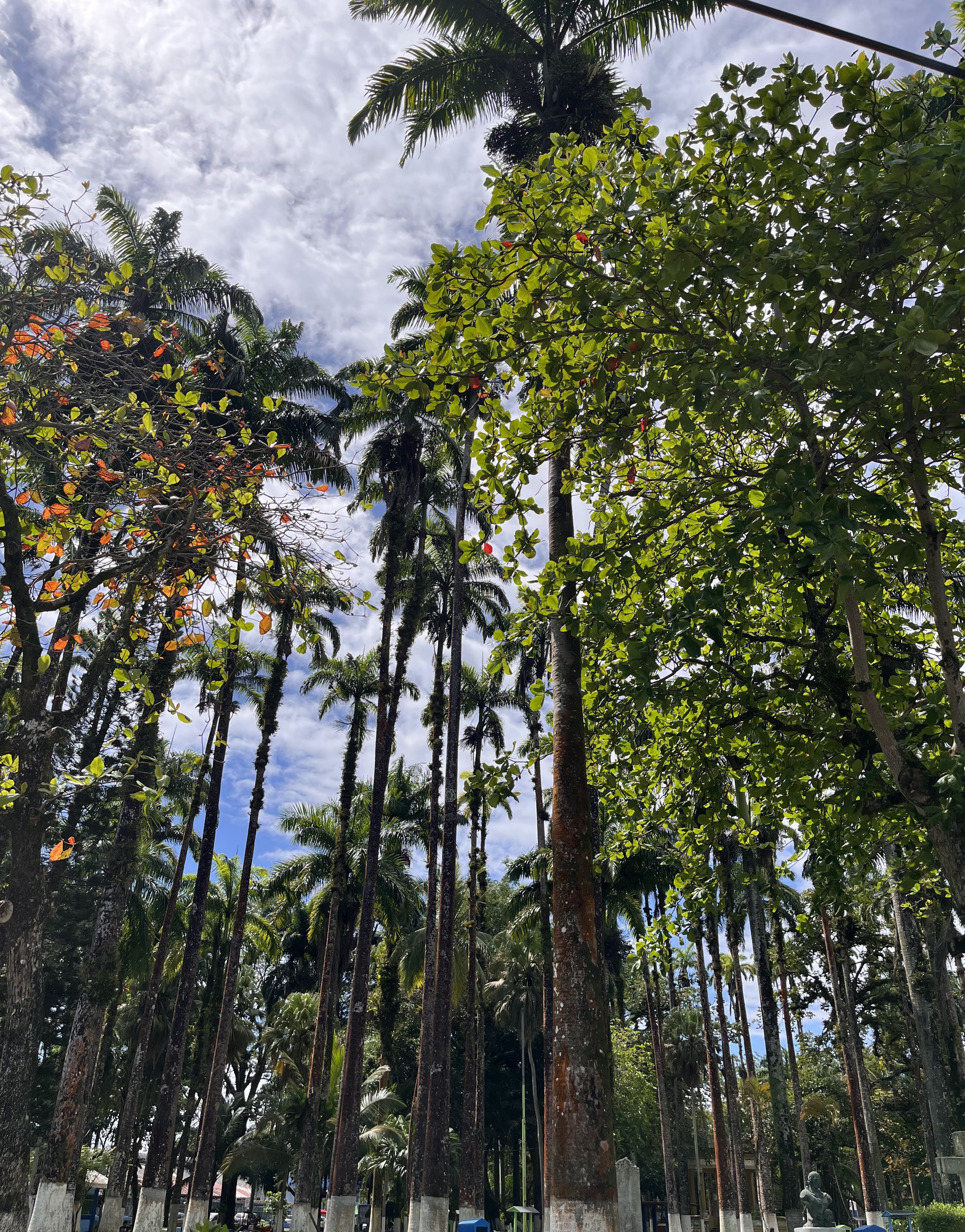 Tall palm trees with textured trunks rise above dense tropical vegetation, including vibrant green, orange, and red foliage. The lush landscape is set beneath a partly cloudy sky, creating the appearance of a peaceful natural park.