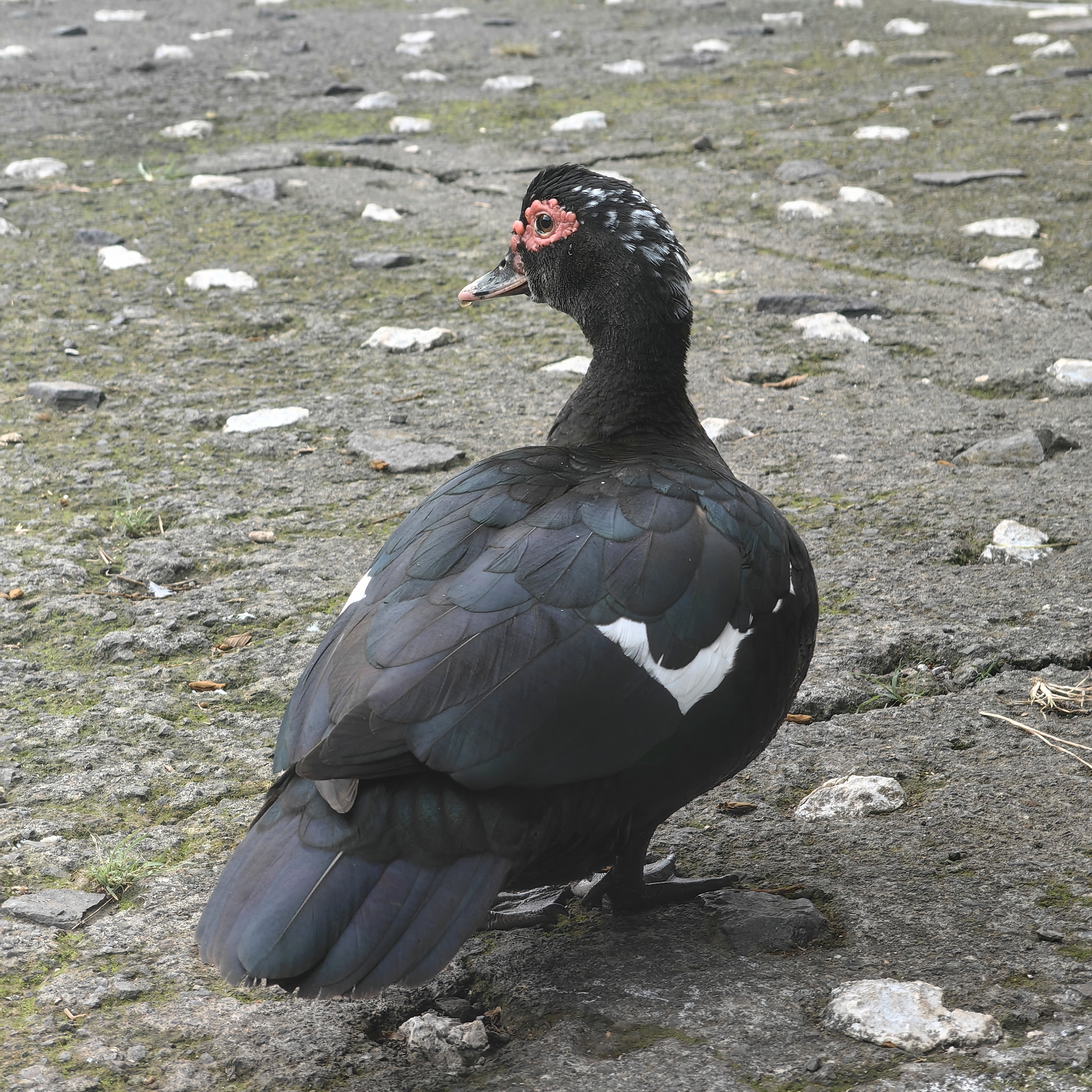 A dark, glossy duck is depicted, showing predominantly black feathers with iridescent blue and green highlights.