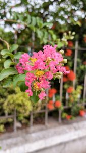 Cluster of bright pink crape myrtle blossoms with yellow stamens and unopened buds, surrounded by green leaves with a natural bokeh garden backdrop.