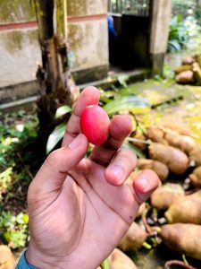A small, bright red carandas berry (koromcha) held in a hand with a blurred background showing harvested jackfruits on the ground.
