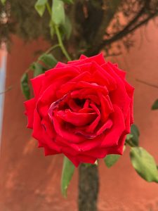 A red rose in full bloom viewed from above, with layered petals, green leaves, and a blurred reddish-brown background..