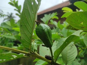 A close-up shot of a small, young green guava hanging on a branch surrounded by vibrant green leaves.
