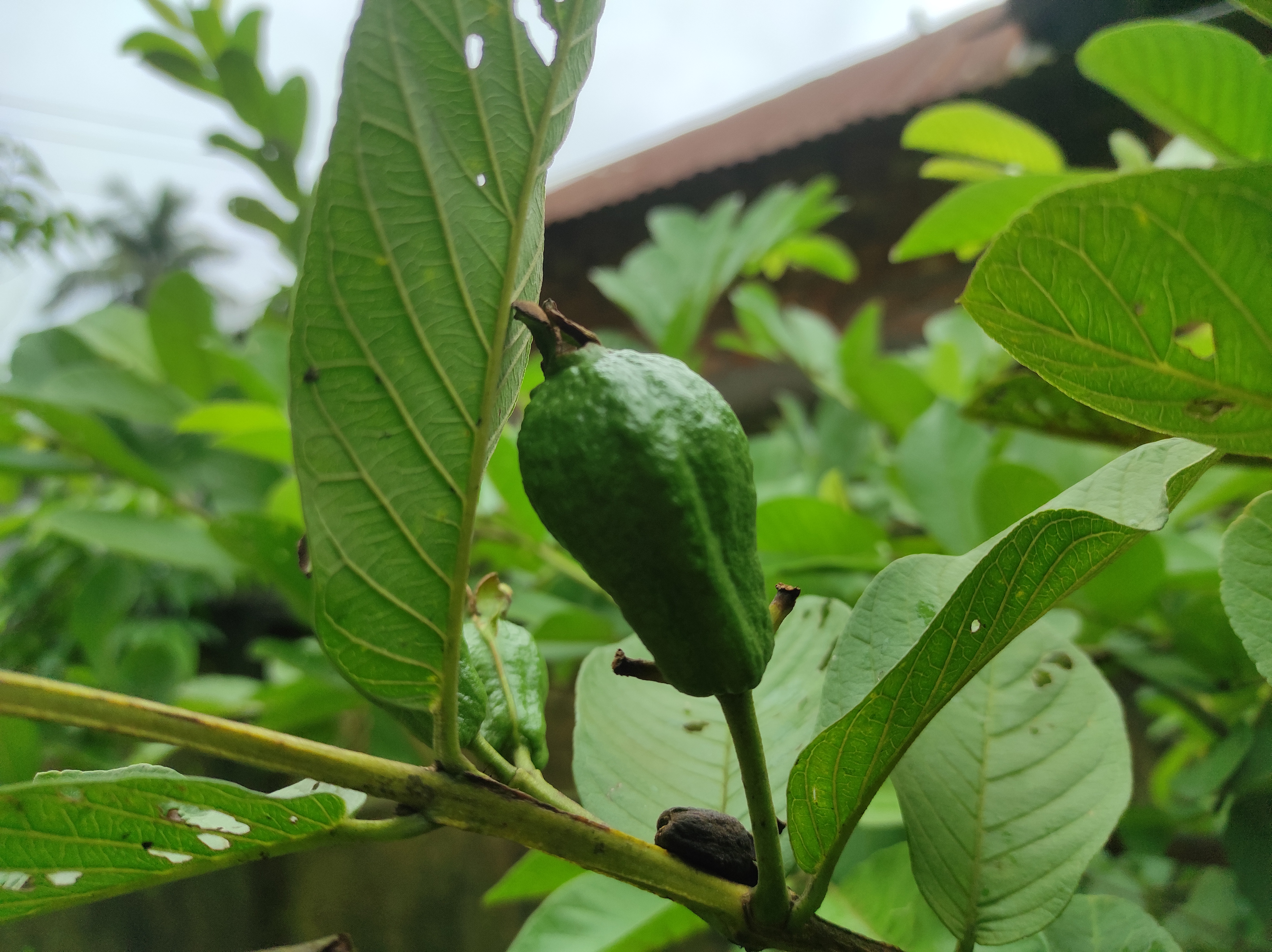 A close-up shot of a small, young green guava hanging on a branch surrounded by vibrant green leaves.