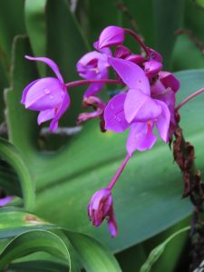 A cluster of vibrant purple orchids in full bloom and budding, delicately glistening with morning dew drops against a lush green background.