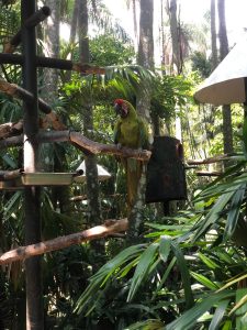 Green parrot with a red forehead perched on a branch in a lush tropical forest.
