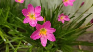 Beautiful pink flower with little water drop
