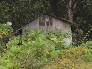 Rustic Cabin Surrounded by Hydrangeas