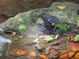 A moss-covered rock partially submerged in a shallow stream, surrounded by fallen leaves and small patches of green vegetation.