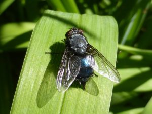 A dark metallic blue fly with transparent wings and red eyes rests on a bright green leaf.
