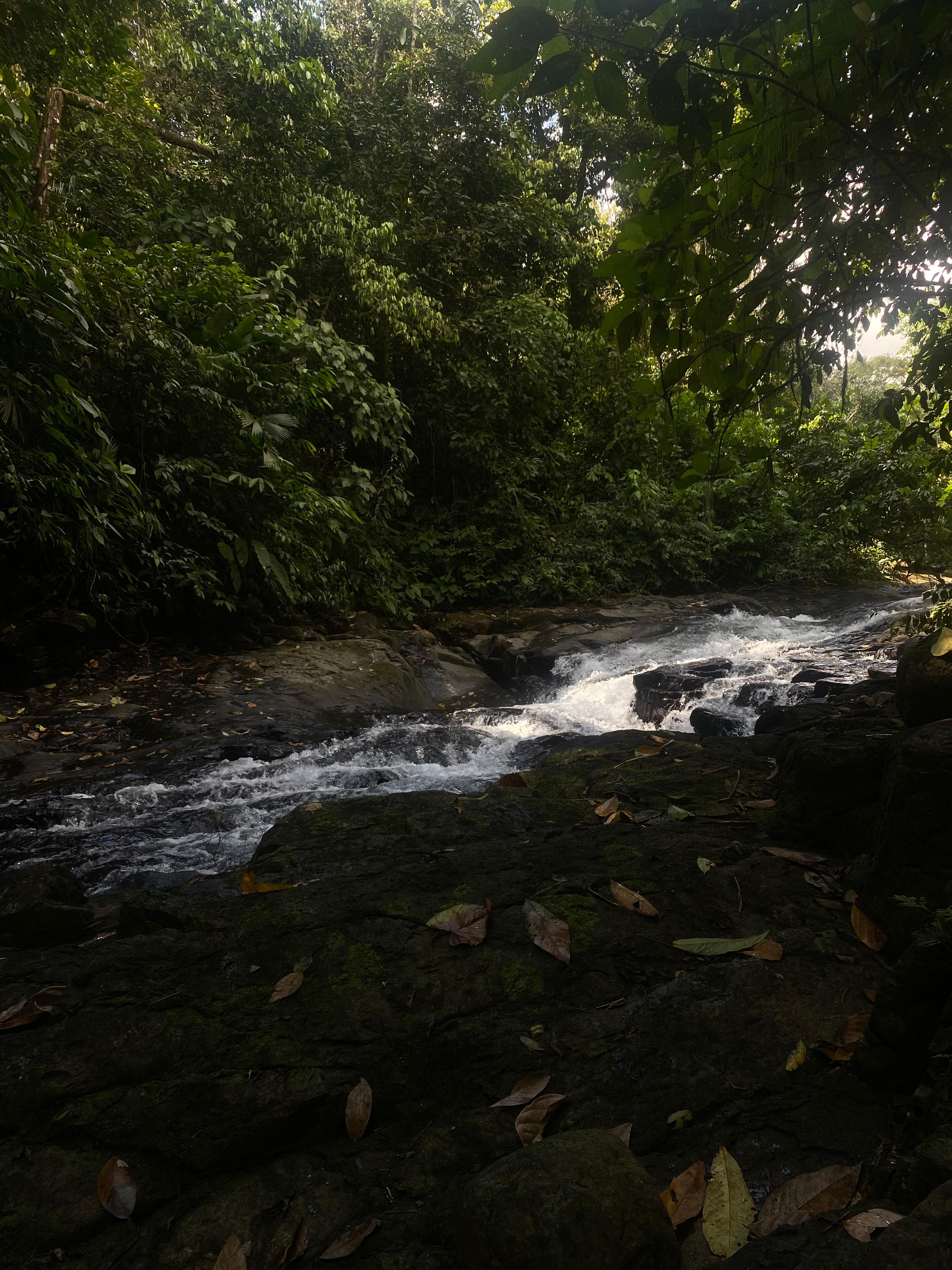 Clear tropical river flowing over rocks, surrounded by lush green forest.