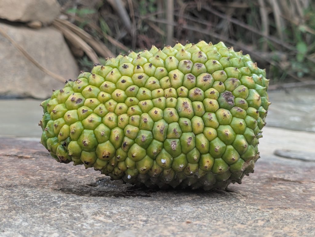 Green pandanus fruit resting on a gray rock beside a small stream with tree roots in the background.
