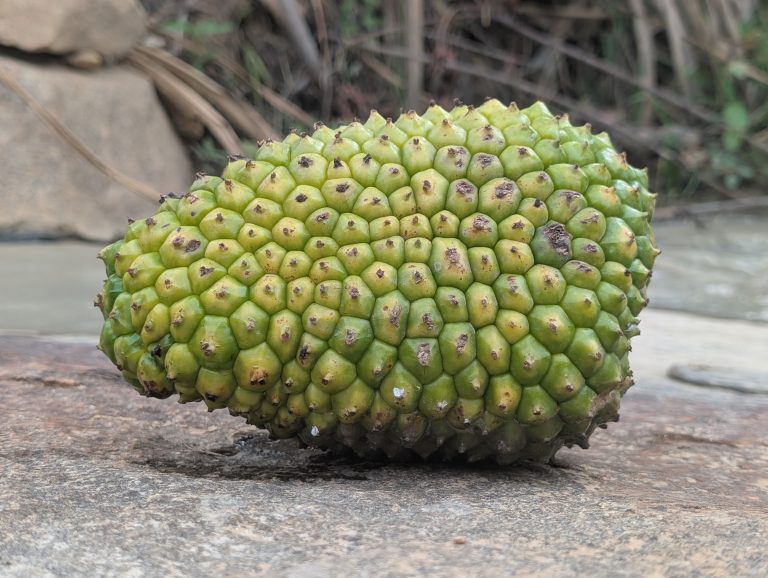 Green pandanus fruit resting on a gray rock beside a small stream with tree roots in the background.